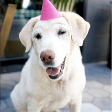 Load image into Gallery viewer, Pawty Hat