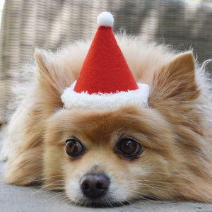 Holiday Pet Hat