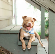 Load image into Gallery viewer, Blue Gingham Dog Bandana
